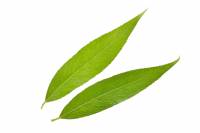 Saule pleureur - feuilles (Salix babylonica)